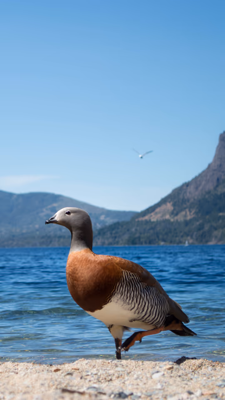 Cauquén (cow-KEN), Chloephaga poliocephala