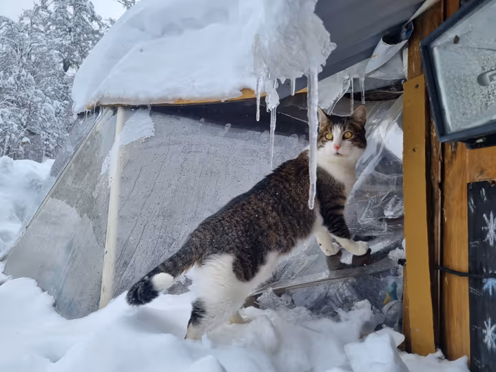Gato invernal en refugio Neumeyer
